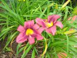 pink flowers